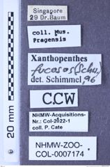 Etiketten zu Xanthopenthes fucosus (Schwarz, 1901) (NHMW-ZOO-COL-0007174)